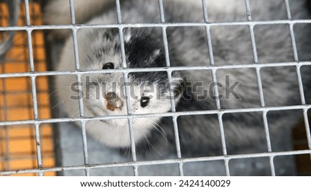 Fur farm. A gray mink in a cage looks through the bars. Royalty-Free Stock Photo #2424140029