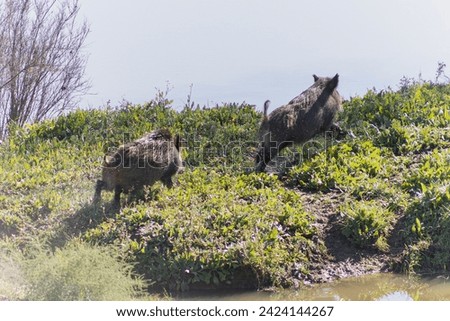Wild boars running beside the river, among the vegetation. Royalty-Free Stock Photo #2424144267
