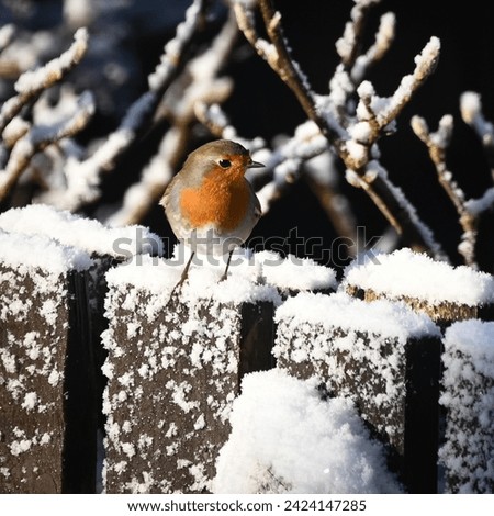 Robin Erithacus rubecula perched on fence in snow with branches to bokeh blurred background in January post christmas lancashire winter sunshine looking to right of frame. Christmas card Robin scene