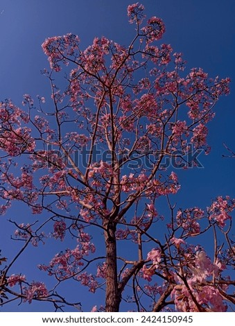 The vibrant image depicts a majestic Tabebuia tree in full bloom, standing tall against a backdrop of a clear azure sky. Its branches stretch gracefully, adorned with clusters of vivid yellow trumpet-