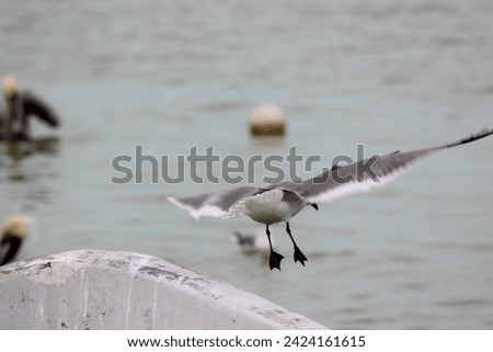 gull or seagull a seabird known for their squawking calls