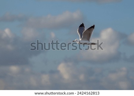 beautiful seagull against the background of clouds at sunset