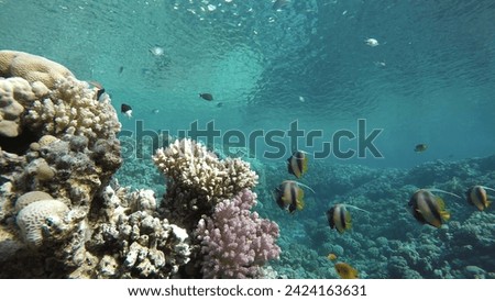 The marine life of tropical fish. Coral reef. 
Tropical sea and coral reef.  Coral reef. 
The ocean and the corals. Colorful tropical fish.  Beautiful corals. 