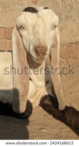 beautiful goat baby head picture 