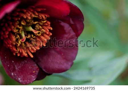 Purple hellebore, deep red hellebore with details of the pollen. macro flower photography