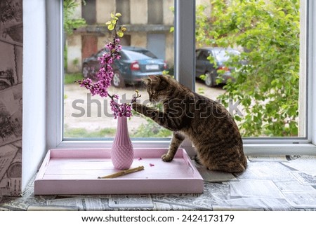 Cat plays with pink branch of Judas tree on windowsill in springtime. Western redbud (Cercis siliquastrum). Cat touches branch of tree with pink flowers in vase with its paw Royalty-Free Stock Photo #2424173179