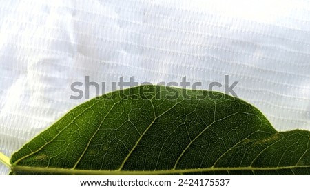 closeup clear picture of green leaf with white background 
