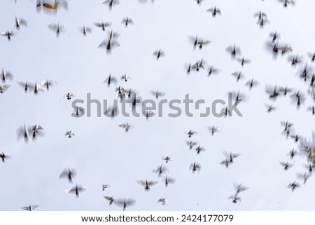 Snapshot of pigeon flying through the city center in a flock on a bright autumn day