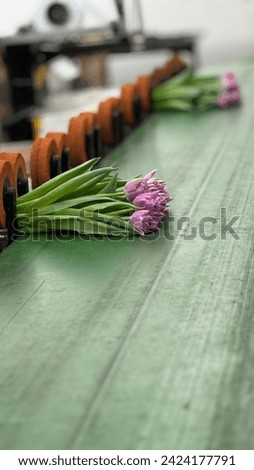 Sorting tulips on a special line