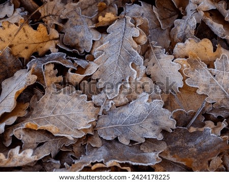 In winter with the leaves that are on the floor and with the low temperatures, they are always full of frost.