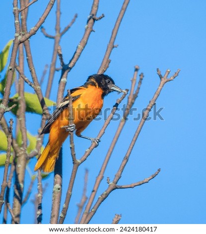 Baltimore oriole perched in a tree with blue sky background