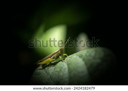 Grasshoppers are a group of insects belonging to the suborder Afterlife. They are among what is possibly the most ancient living group of chewing herbivorous insects