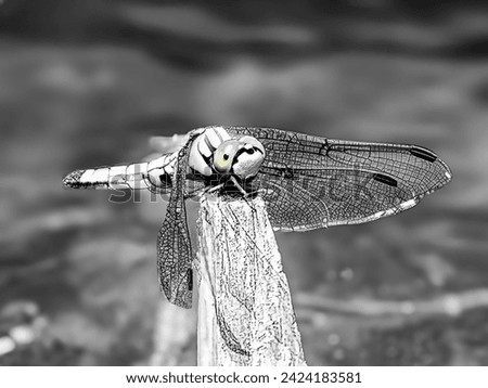 
Macro black and white photo of a dragonfly