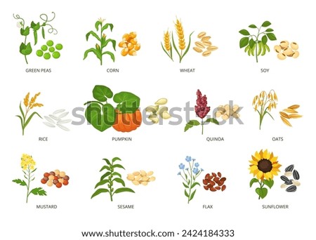 Seeds and plants. Agricultural crops and their produce, growth planted and harvested seeds or grains vector illustration set. Vegan organic food ingredients, healthy products and flowers