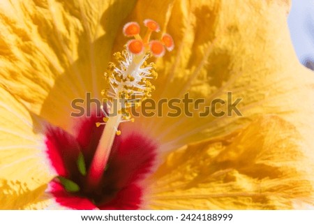 Macro photography close up of pistil and stamens on blurred background of yellow hibiscus flower petals, selective focus on stamens