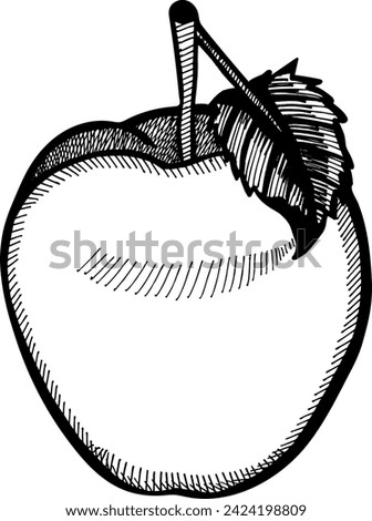 Apple fruit hand drawn engraving style vector illustrations. Gala apple fruit drawing vintage clip art isolated on white background.