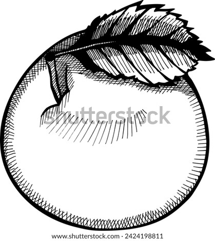 Apple fruit hand drawn engraving style vector illustrations. Gala apple fruit drawing vintage clip art isolated on white background.