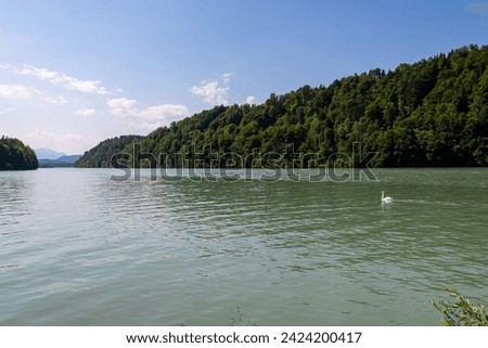 Scenic view of white swan swimming on Drive river seen from Feistritz im Rosental, Carinthia, Austria. Looking at majestic mountain Dobratsch in the distance. Hiking in alpine wilderness Austrian Alps Royalty-Free Stock Photo #2424200417