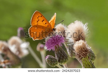 Forest Copper butterfly (Lycaena virgaureae) on plant