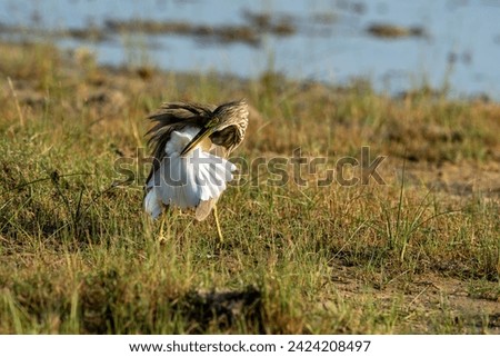 Ardeola grayii is a bird species from the heron family. It breeds in southern Iran, eastern India, Myanmar, Bangladesh and Sri Lanka. Royalty-Free Stock Photo #2424208497