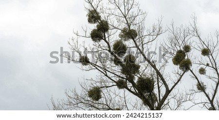 Leafless tree with multiple clumps of mistletoe in its branches set against an overcast sky, natural winter scene, nobody, no people, wide shot. Lots of mistletoe growing on a large tree, detail shot