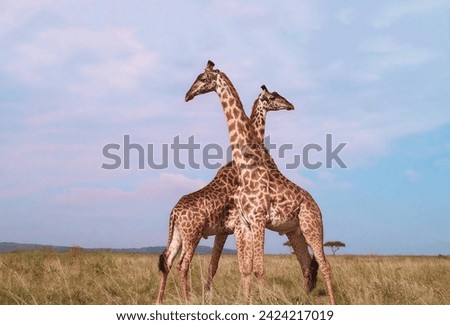 A magnificent pair of male giraffes stand with their long necks crossed against the background of the savannah