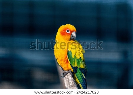 Sun parakeet at Straubing zoo, Germany Royalty-Free Stock Photo #2424217023