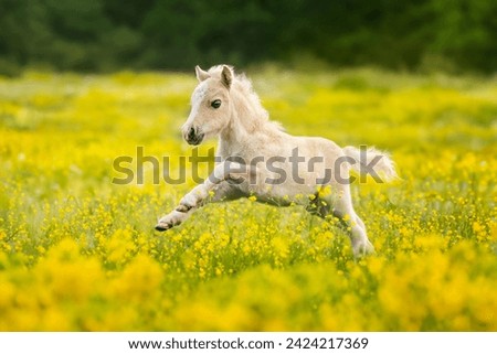 Little shetland pony foal running in the field with flowers Royalty-Free Stock Photo #2424217369
