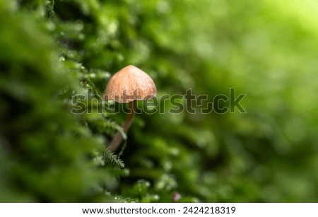 small inedible mushrooms, poisonous mushrooms forest background macro nature wild

