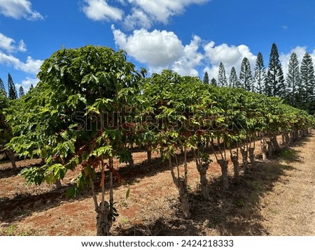 Waialua coffee plantations and farms on Oahu island, Hawaii Royalty-Free Stock Photo #2424218333