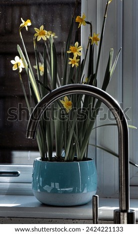 A blue bowl of Tete a Tete Daffodil flowers on the kitchen window sill with a chrome tap