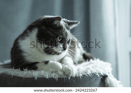 Charming, elegant, very beautiful Gray-white cat with big green eyes sits on his bed. Royalty-Free Stock Photo #2424223267