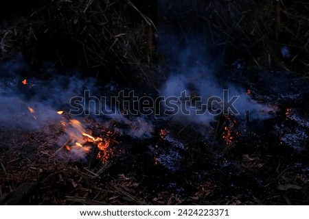 burning conflagration, burning ash, charred dry grass in forest, acrid gray smoke, wildfire, rural fire unplanned, uncontrolled and unpredictable fire in area combustible vegetation, harming nature Royalty-Free Stock Photo #2424223371