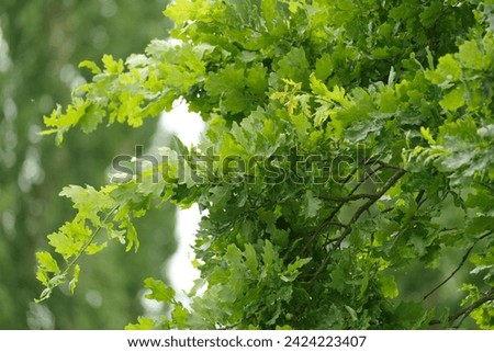 green oak branches in beautiful light sway in wind, young green leaves oak, Quercus robur in spring garden, summer park, peaceful natural background, blur organic plant leaves shallow depth field