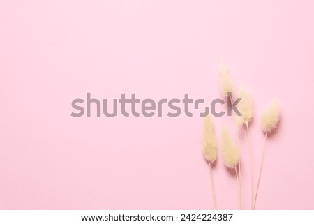 Beautiful dried flowers on a colored background. Place for text, top viw