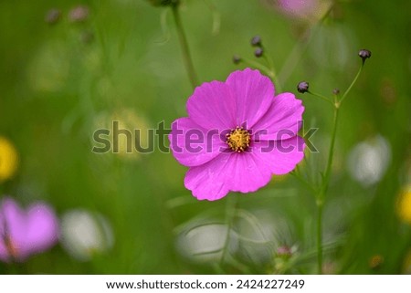 Colorful flower in a flower meadow