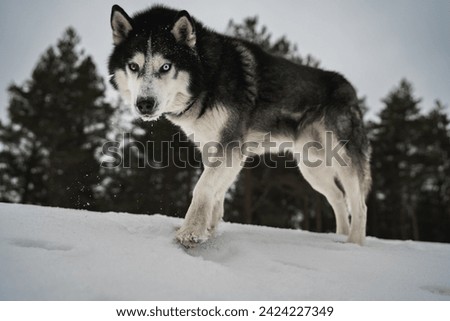 Husky dog with multi-colored eyes in a winter forest, photo below. High quality photo