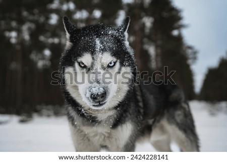 Severe Siberian Husky dog ??with multi-colored eyes in the winter forest, close-up front view photo. High quality photo