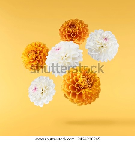 Beautiful fresh white and orange Dahlia flower falling in the air isolated on yellow background. Levitation or zero gravity conception. High resolution image