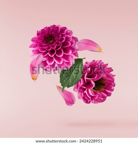 Beautiful fresh white and purple Dahlia flower falling in the air isolated on pink background. Levitation or zero gravity conception. High resolution image