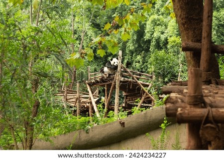 Giant Panda bear. Happy animal eating. Jungle wildlife background. Big funny Panda having dinner in Zoo. Chengdu base of giant panda breeding in China. Wild jungle forest.