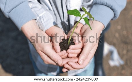 The hands of the child and the mother hold a green sprout with the ground, plant plants in the garden. Planting and caring for young shoots for vegetable harvest, little child's hands, sunny day