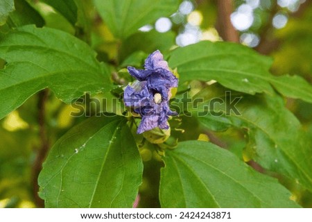 close-up: blue bird cultivar of syrian ketmia unexpanded blue-violet flowers with maroon center with green buds captured sidewiise