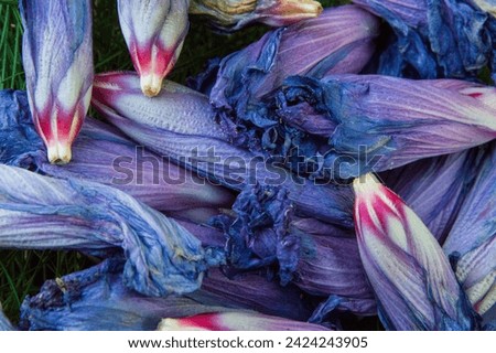 close-up: blue bird cultivar of syrian ketmia blue-violet flowers with maroon center captured from the top