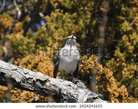 A Northern Mockingbird perched on a branch at the Edwin B. Forsythe National Wildlife Refuge, Galloway, New Jersey.