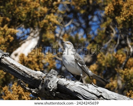 A Northern Mockingbird perched on a branch at the Edwin B. Forsythe National Wildlife Refuge, Galloway, New Jersey.