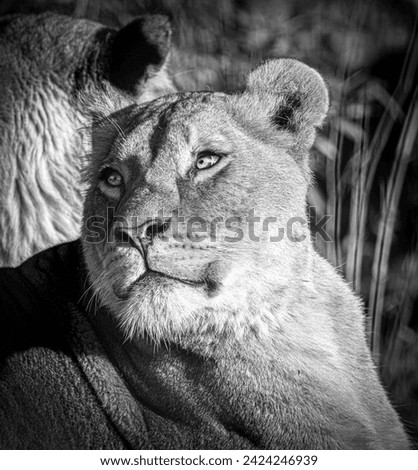 A closeup shot of a lioness in black and white