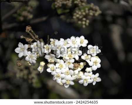 A macro picture of small white flowers created at the Peghorn Park and Nature trails in Saint Cloud, Florida. 