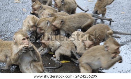 monkeys fighting over bananas and nuts 