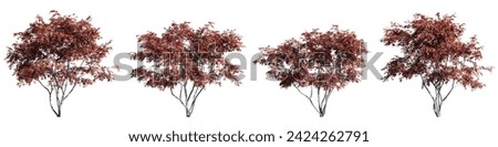 Cutout trees shapes collections,Acer ginnala isolate transparent background.3d rendering 